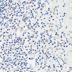 Invitrogen ASCL4 Polyclonal Antibody 100 &mu;L; Unconjugated:Antibodies,