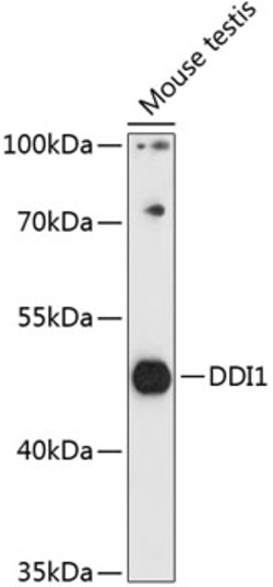 Invitrogen DDI1 Polyclonal Antibody 100 &mu;L; Unconjugated:Antibodies,