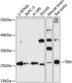 Invitrogen TRH Polyclonal Antibody 100 &mu;L; Unconjugated:Antibodies,