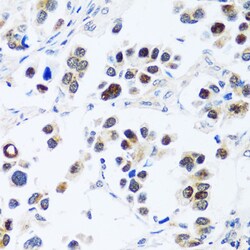 Invitrogen BXDC2 Polyclonal Antibody 100 &mu;L; Unconjugated:Antibodies,
