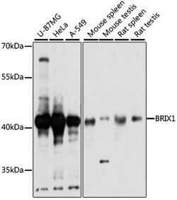 Invitrogen BXDC2 Polyclonal Antibody 100 &mu;L; Unconjugated:Antibodies,