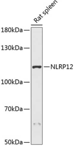 Invitrogen NALP12 Polyclonal Antibody 100 &mu;L; Unconjugated:Antibodies,