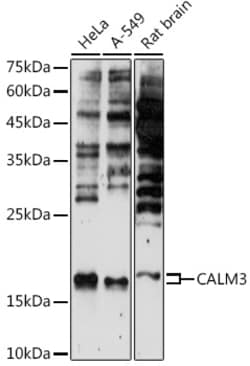 Invitrogen Calmodulin 3 Polyclonal Antibody 100 &mu;L; Unconjugated:Antibodies,