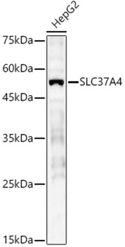 Invitrogen SLC37A4 Polyclonal Antibody 100 &mu;L; Unconjugated:Antibodies,