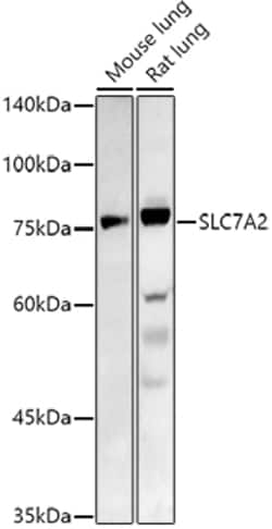 Invitrogen SLC7A2 Polyclonal Antibody 100 &mu;L | Buy Online | Invitrogen&trade; | Fisher Scientific