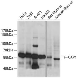 Invitrogen CAP1 Polyclonal Antibody 100 &mu;L; Unconjugated:Antibodies,