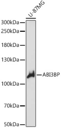 Invitrogen ABI3BP Polyclonal Antibody 100 &mu;L; Unconjugated:Antibodies,