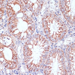 Invitrogen HIGD1A Polyclonal Antibody 100 &mu;L; Unconjugated:Antibodies,