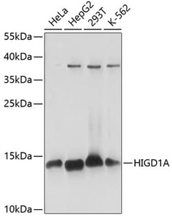 Invitrogen HIGD1A Polyclonal Antibody 100 &mu;L; Unconjugated:Antibodies,