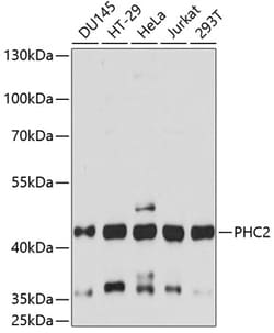 Invitrogen PHC2 Polyclonal Antibody 100 &mu;L; Unconjugated:Antibodies,