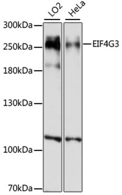 Invitrogen eIF4G3 Polyclonal Antibody 100 &mu;L; Unconjugated:Antibodies,