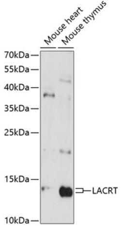 LACRT Polyclonal Antibody:Antibodies, Polyclonal