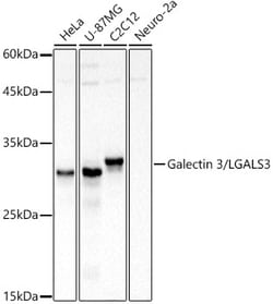 Invitrogen Galectin 3 Polyclonal Antibody 100 &mu;L; Unconjugated:Antibodies