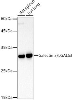 Invitrogen Galectin 3 Polyclonal Antibody 100 &mu;L; Unconjugated:Antibodies