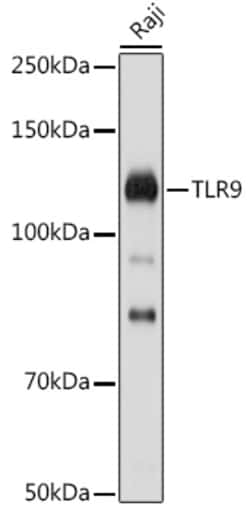 Invitrogen TLR9 Polyclonal Antibody 100 &mu;L; Unconjugated:Antibodies,