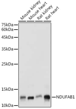 NDUFAB1 Polyclonal Antibody:Antibodies, Polyclonal