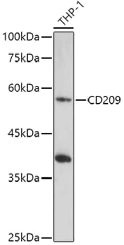 Invitrogen DC-SIGN Polyclonal Antibody 100 &mu;L; Unconjugated:Antibodies