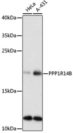 Invitrogen PP14B Polyclonal Antibody 100 &mu;L; Unconjugated:Antibodies,