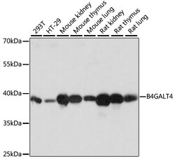 Invitrogen B4GALT4 Polyclonal Antibody 100 &mu;L; Unconjugated:Antibodies,
