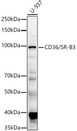 Invitrogen CD36 Polyclonal Antibody 100 &mu;L; Unconjugated:Antibodies,