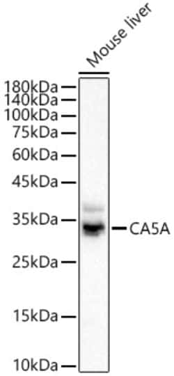 Invitrogen™ Carbonic Anhydrase VA Polyclonal Antibody