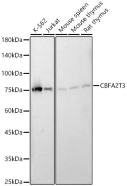 Invitrogen MTG16 Polyclonal Antibody 100 &mu;L; Unconjugated:Antibodies,