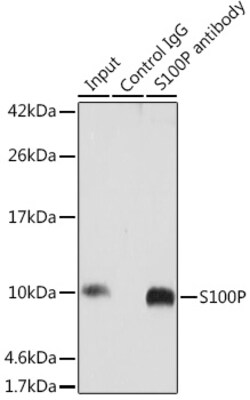 Invitrogen S100P Polyclonal Antibody 100 &mu;L; Unconjugated:Antibodies,