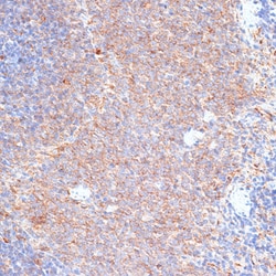 Invitrogen G3BP1 Polyclonal Antibody 100 &mu;L | Buy Online | Invitrogen&trade; | Fisher Scientific
