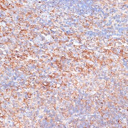 Invitrogen G3BP1 Polyclonal Antibody 100 &mu;L | Buy Online | Invitrogen&trade; | Fisher Scientific