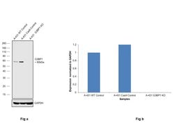 Invitrogen G3BP1 Polyclonal Antibody 100 &mu;L | Buy Online | Invitrogen&trade; | Fisher Scientific