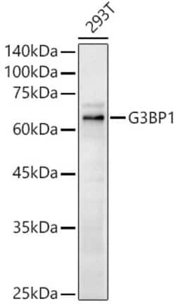 Invitrogen G3BP1 Polyclonal Antibody 100 &mu;L | Buy Online | Invitrogen&trade; | Fisher Scientific