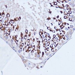 Invitrogen PABP Polyclonal Antibody 100 &mu;L; Unconjugated:Antibodies,