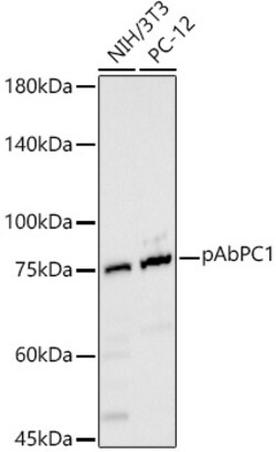 Invitrogen PABP Polyclonal Antibody 100 &mu;L; Unconjugated:Antibodies,