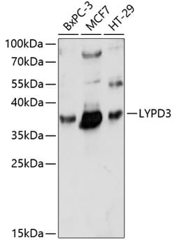 Invitrogen LYPD3 Polyclonal Antibody 100 &mu;L; Unconjugated:Antibodies,