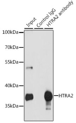 Invitrogen HTRA2 Polyclonal Antibody 100 &mu;L; Unconjugated:Antibodies,