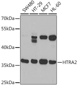 Invitrogen HTRA2 Polyclonal Antibody 100 &mu;L; Unconjugated:Antibodies,