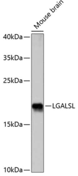 Invitrogen LGALSL Polyclonal Antibody 100 &mu;L; Unconjugated:Antibodies,