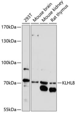 KLHL8 Polyclonal Antibody 100 &mu;L | Buy Online | Thermo Scientific | Fisher Scientific