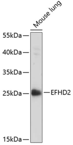 Invitrogen EFHD2 Polyclonal Antibody 100 &mu;L; Unconjugated:Antibodies,