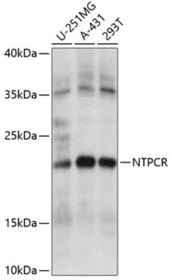 Invitrogen C1orf57 Polyclonal Antibody 100 &mu;L; Unconjugated:Antibodies,