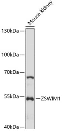 Invitrogen ZSWIM1 Polyclonal Antibody 100 &mu;L; Unconjugated:Antibodies,