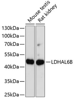 Invitrogen LDHAL6B Polyclonal Antibody 100 &mu;L; Unconjugated:Antibodies,