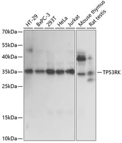 Invitrogen PRPK Polyclonal Antibody 100 &mu;L; Unconjugated:Antibodies,