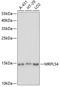 Invitrogen MRPL54 Polyclonal Antibody 100 &mu;L; Unconjugated:Antibodies,