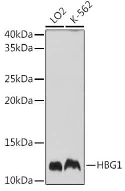 Hemoglobin gamma A Polyclonal Antibody:Antibodies, Polyclonal