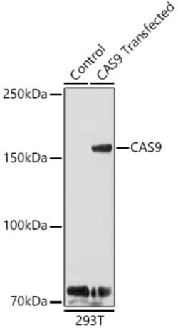 Invitrogen Cas9 Polyclonal Antibody 100 &mu;L | Buy Online | Invitrogen&trade; | Fisher Scientific