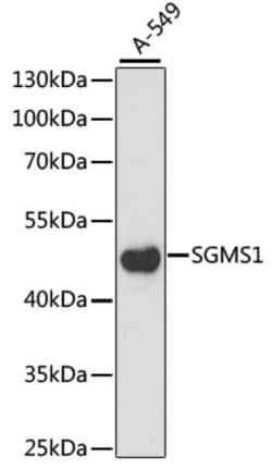 Invitrogen SGMS1 Polyclonal Antibody 100 &mu;L; Unconjugated:Antibodies,