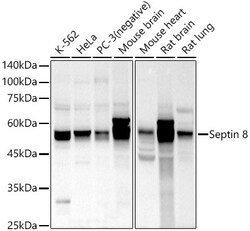 Invitrogen Septin-8 Polyclonal Antibody 100 &mu;L; Unconjugated:Antibodies,