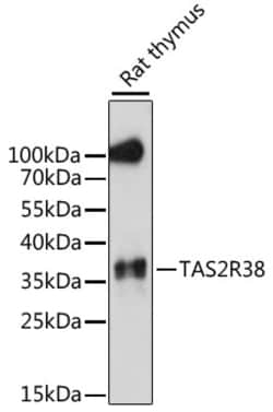 Invitrogen TAS2R38 Polyclonal Antibody 100 &mu;L; Unconjugated:Antibodies,