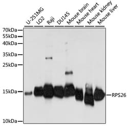 Invitrogen RPS26 Polyclonal Antibody 100 &mu;L; Unconjugated:Antibodies,